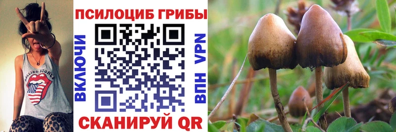 Псилоцибиновые грибы прущие грибы  Купить закладки  Курчалой 